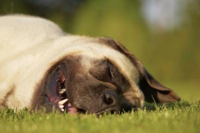 Dog Dreams and Sleep Bark Reasons