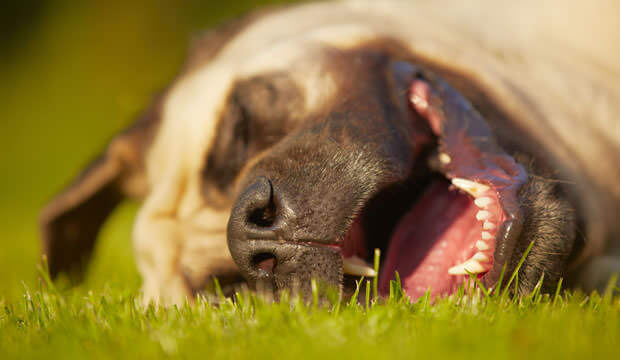 Dog Dreams and Sleep Bark Reasons