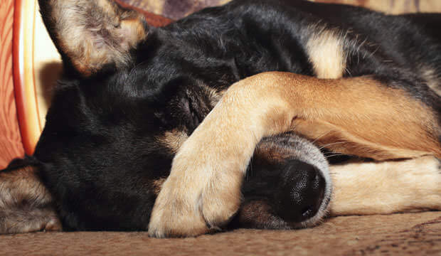 Dog Dreams and Sleep Bark Reasons