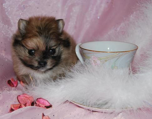 MINIATURE POCKET BAG TEACUP TOY DOG PHOTOS