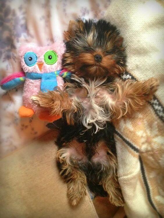 TEACUP, TOY & POCKET DOGS