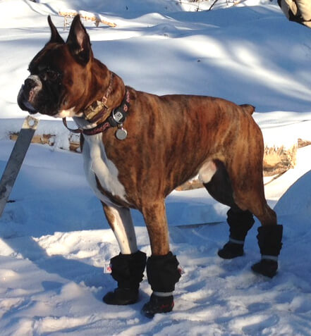 Dog Shoes and Boots How To Choose Guide Information