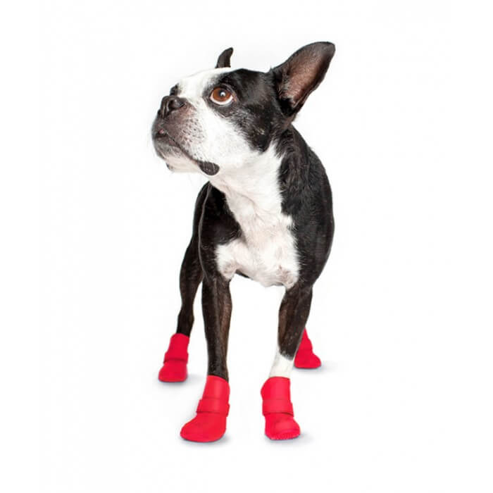 Dog Shoes and Boots Types, Sizes, Cost