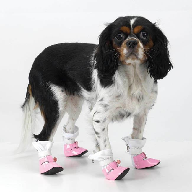 Dog Shoes and Boots How To Choose Guide Information