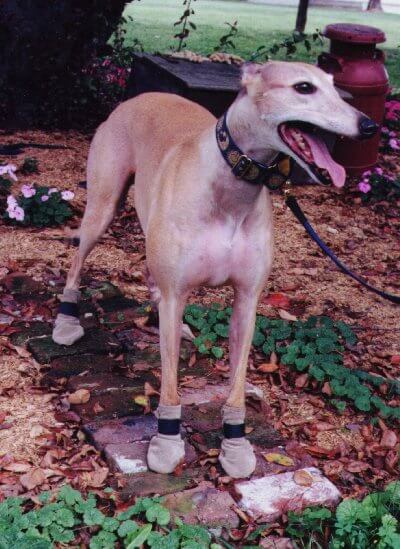 HOMEMADE DOG SHOES & BOOTS, HOW TO MAKE DOG BOOTS AT HOME