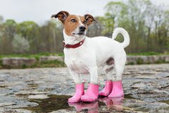 Dog Shoes and Boots Types, Styles, Sizes, Cost