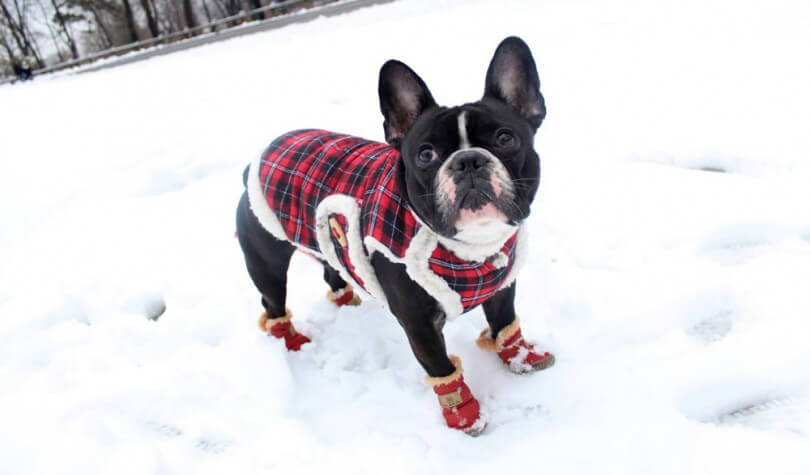 BUY BEST DOG BOOTS, SOCKS & SHOES ONLINE