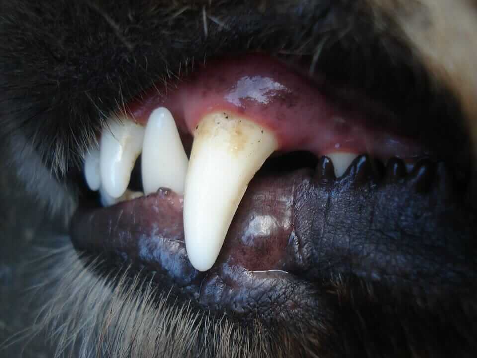 DOG AND PUPPY TEETH TYPES, THE TYPES OF TOOTH OF DOG & PUPPY