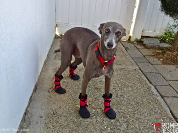 Dog Shoes and Boots How To Choose Guide Information