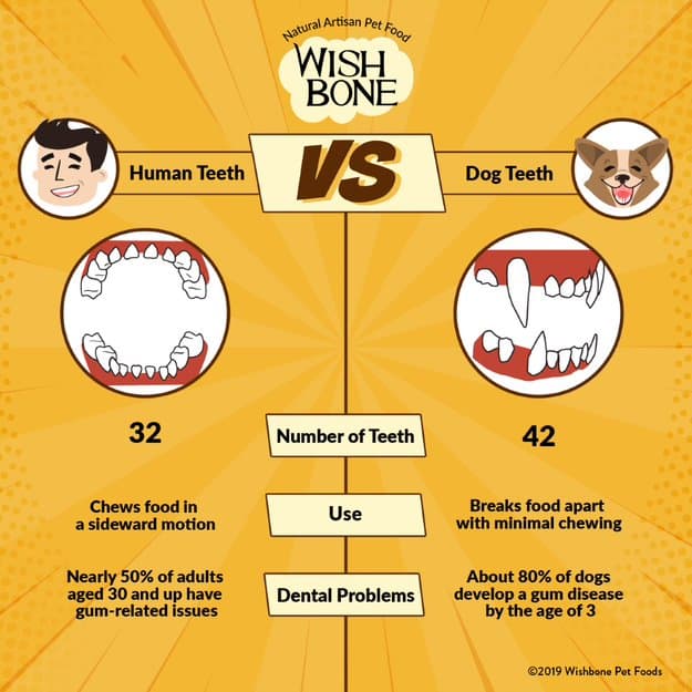 DOG AND PUPPY TEETH vs HUMAN TEETH, DOG CHEWING, DOG JAW