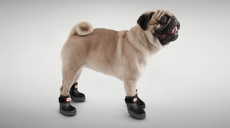 Dog Shoes and Boots Types, Sizes, Cost