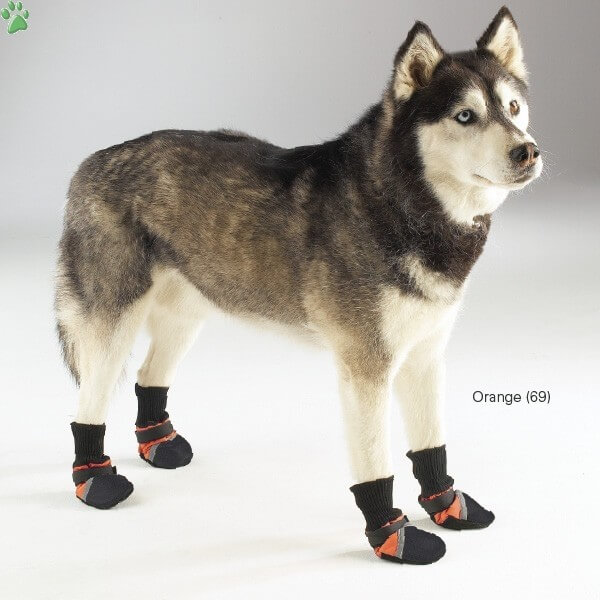 How to get Dog used to Boots, Shoes & Socks?