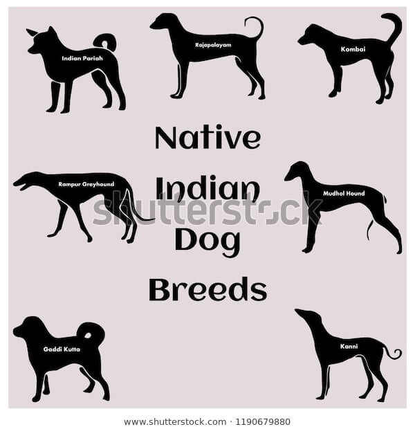 INDIAN DOG BREEDS