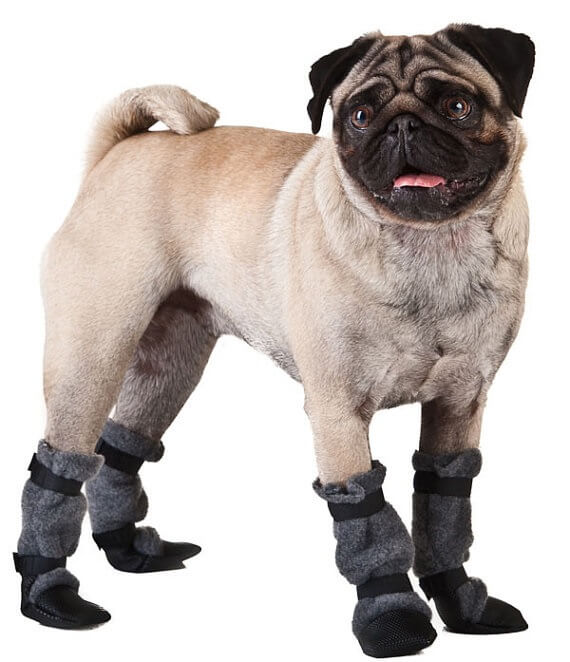 How to Get Dog used to Shoes and Boots Types, Sizes, Cost