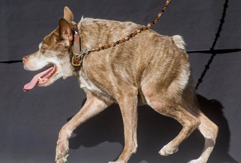 Quasimode Dogs Videos, Companion, German Shepherd