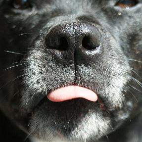 dog nose