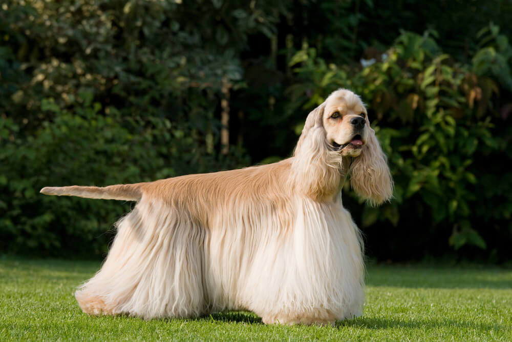 The 10 Stinkiest Dog Breeds