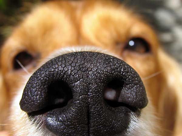 DOG SNIFF and SMELL