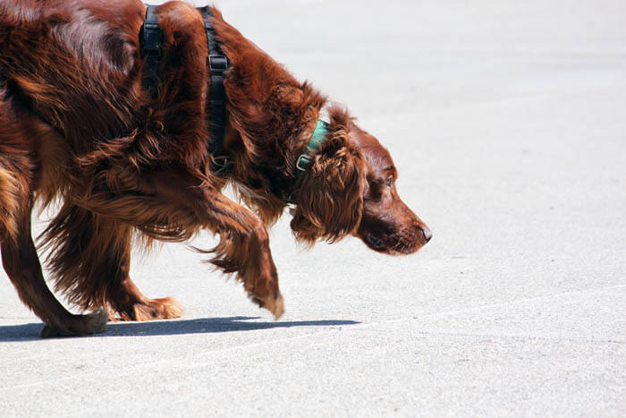 DOG SNIFF and SMELL