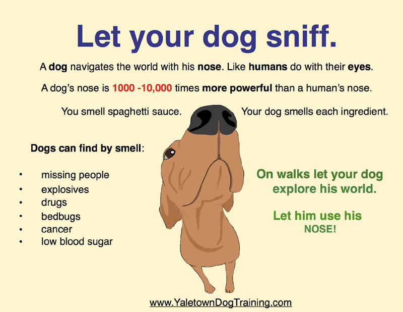 dog smell