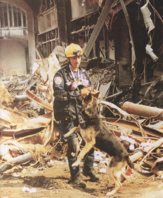 STORM - this photo (c) by Dog Heroes of September 11th. Kennel Club Books