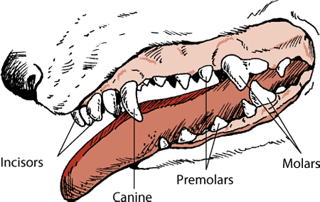 DOG TEETH & JAWS