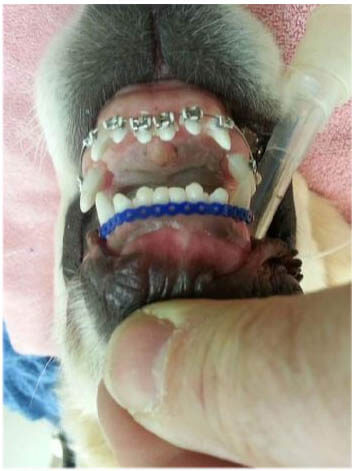 DOG AND PUPPY TEETH TOOTH BRACERS