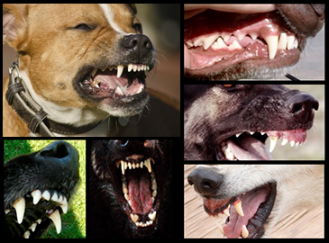 DOG AND PUPPY TEETH TYPES, THE TYPES OF TOOTH OF DOG & PUPPY