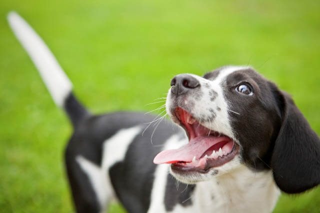 PUPPY TEETHING SYMPTOMS, CHEWING PUPPY, PUPPY's TEETH