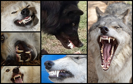 DOG AND PUPPY TEETH TYPES, THE TYPES OF TOOTH OF DOG & PUPPY