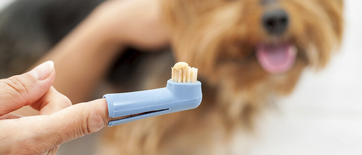 HOW TO HELP YOUR DOG TO GET USED TO TOOTHBRUSHING?
