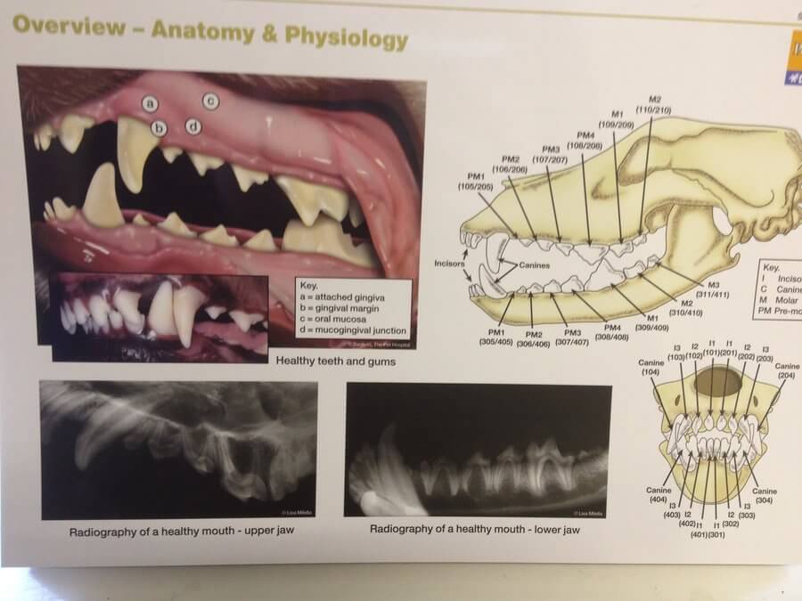 PUPPY TEETHING SYMPTOMS, CHEWING PUPPY, PUPPY's TEETH