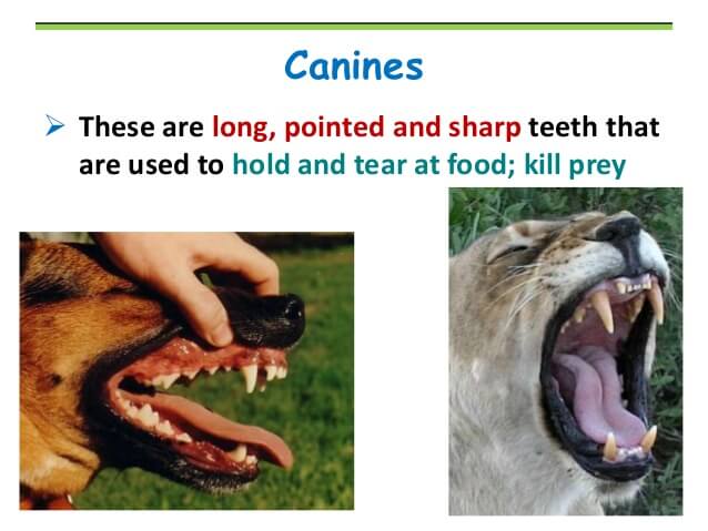 DOG AND PUPPY TEETH TYPES, THE TYPES OF TOOTH OF DOG & PUPPY