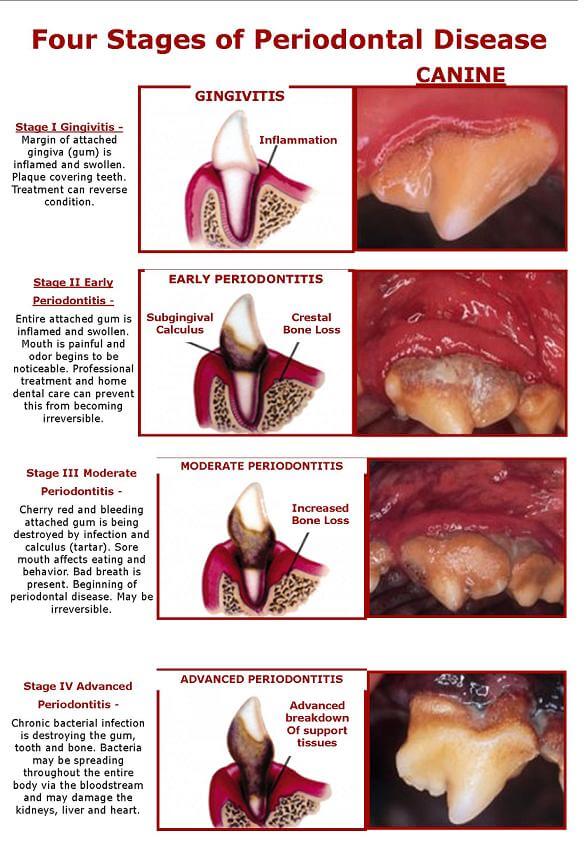 PUPPY TEETHING SYMPTOMS, CHEWING PUPPY, PUPPY's TEETH