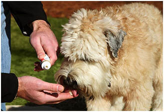 DOG AND PUPPY TEETH TOOTH CLEAN/BRUSH, DOG TOOTHPASTE