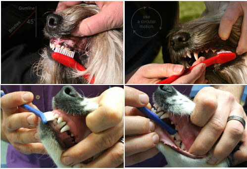 DOG AND PUPPY TEETH TOOTH CLEAN/BRUSH, DOG TOOTHPASTE