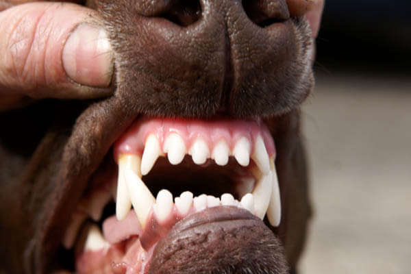 DOG TEETH