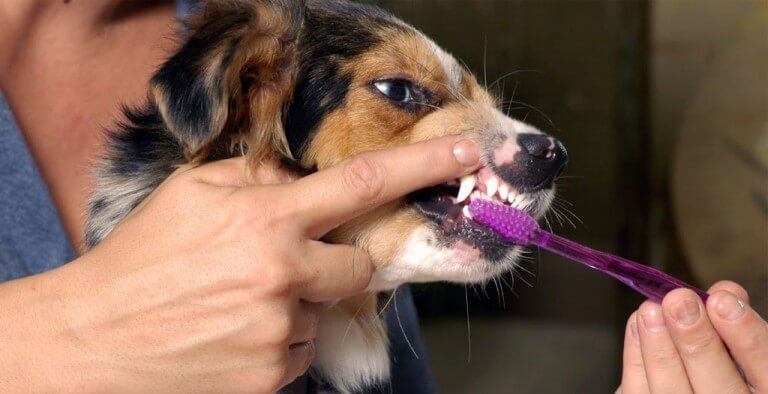 DOG AND PUPPY TEETH TOOTH CLEAN/BRUSH, DOG TOOTHPASTE