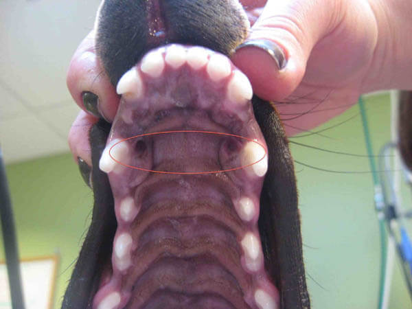 DOG TEETH, JAWS