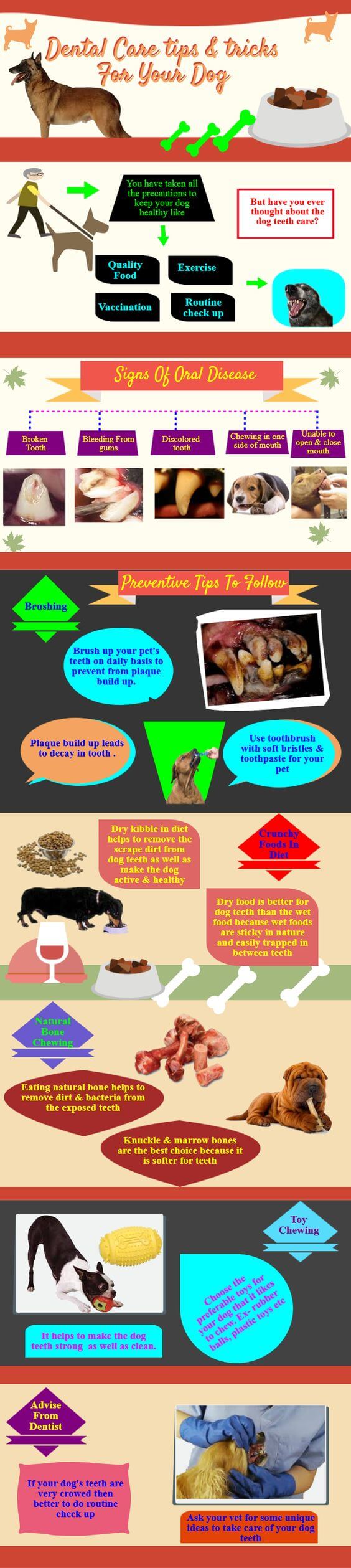DOG AND PUPPY TEETH CARE and HEALTH INFOGRAPHIC - PRESS TO SEE IN FULL SIZE