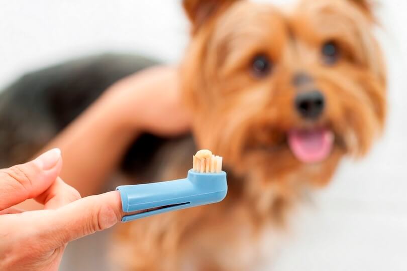 DOG AND PUPPY TEETH vs HUMAN TEETH, DOG CHEWING, DOG JAW