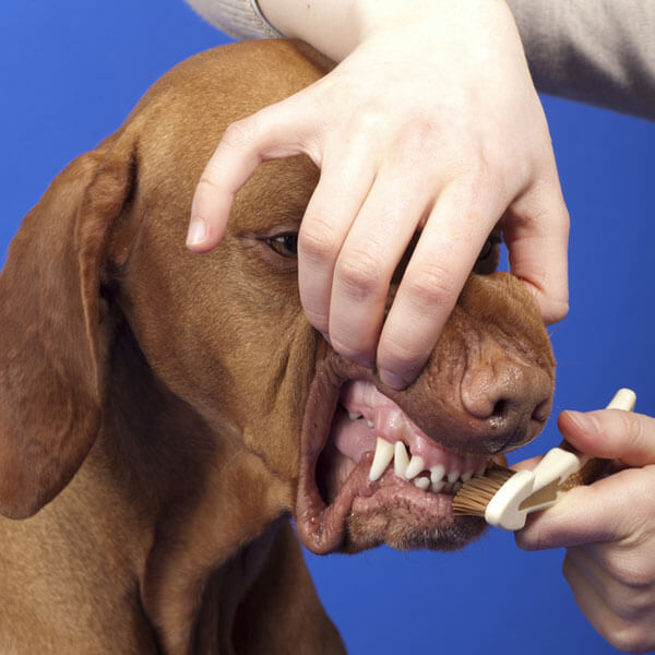 HOW TO CHECK DOG TEETH, DOG & PUPPY TEETH FALLING, LOSING, PROBLEMS, DIAGRAM, INFORGRAFIC