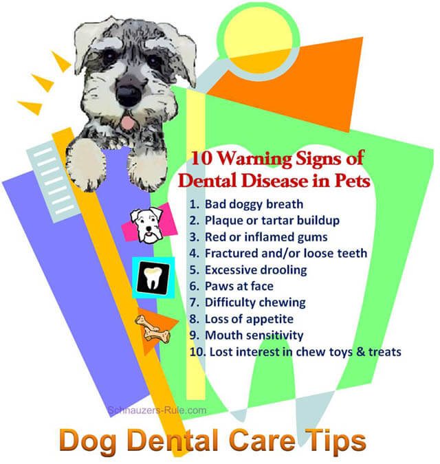 DOG AND PUPPY TEETH CARE and HEALTH