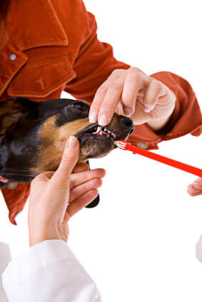 DOG AND PUPPY TEETH MEASURE AGE DETERMINE