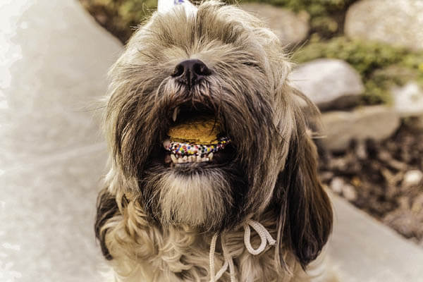 DOG AND PUPPY TEETH TOOTH BRACERS
