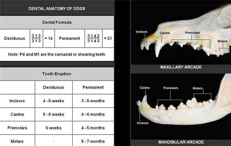 DOG AND PUPPY TEETH, THE TOOTH OF DOG & PUPPY