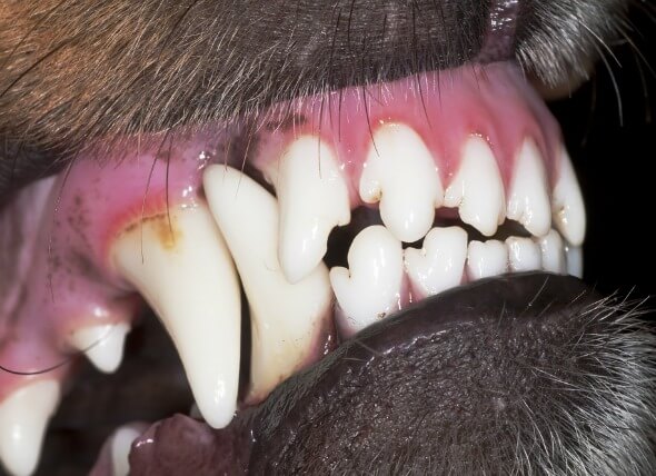 OLD DOG CANINE TEETH TRAUMA