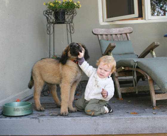 DOG AND KID