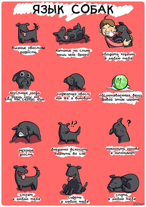 Talking Dog