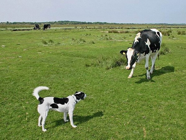 What Dogs Can Smell and Sniff